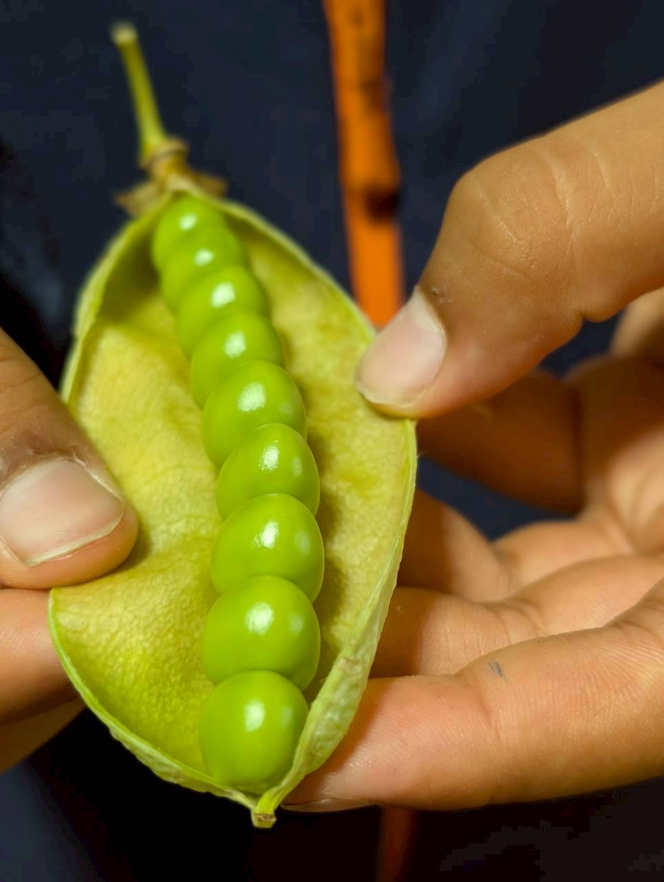 Hands opening a fresh pea pod with bright green peas lined up inside, local Shinshu produce — Focaccino Hakuba